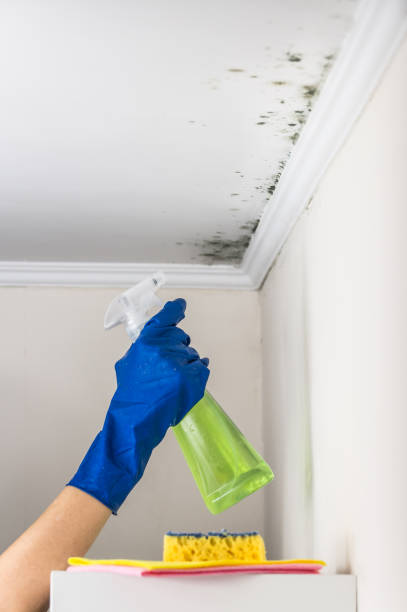 DIY Mold Remediation